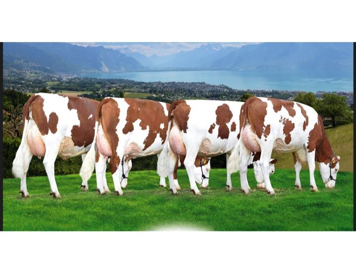 UK Formakin montbeliarde cows and semen